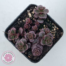 Load image into Gallery viewer, Sedum spurium 'Chocolate Blob'