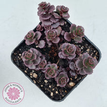 Load image into Gallery viewer, Sedum spurium 'Chocolate Blob'