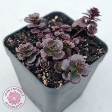 Load image into Gallery viewer, Sedum spurium 'Chocolate Blob'