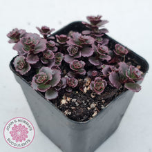 Load image into Gallery viewer, Sedum spurium 'Chocolate Blob'