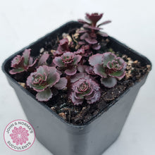 Load image into Gallery viewer, Sedum spurium 'Chocolate Blob'