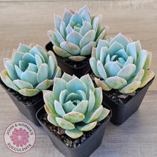 Load image into Gallery viewer, Sedum suaveolens