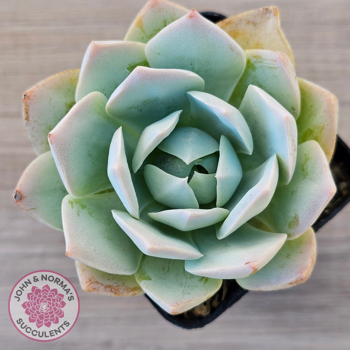Sedum suaveolens