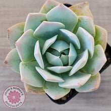 Load image into Gallery viewer, Sedum suaveolens