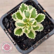 Load image into Gallery viewer, Sedum takesimense 'Atlantis'™
