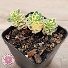 Load image into Gallery viewer, Sedum takesimense 'Atlantis'™