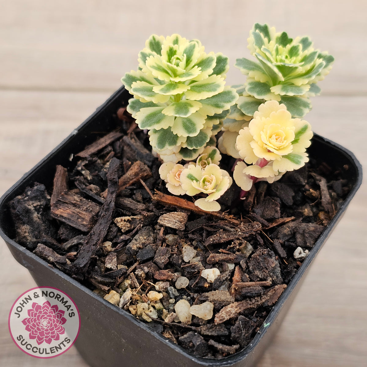 Sedum takesimense 'Atlantis'™