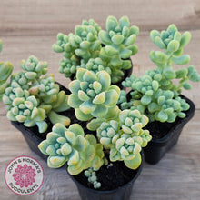 Load image into Gallery viewer, Sedum treleasei 'Angel's Tear' (multi)