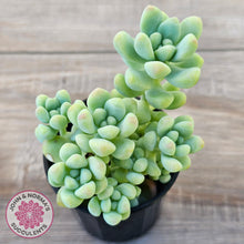Load image into Gallery viewer, Sedum treleasei 'Angel's Tear' (multi)