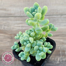 Load image into Gallery viewer, Sedum treleasei 'Angel's Tear' (multi)
