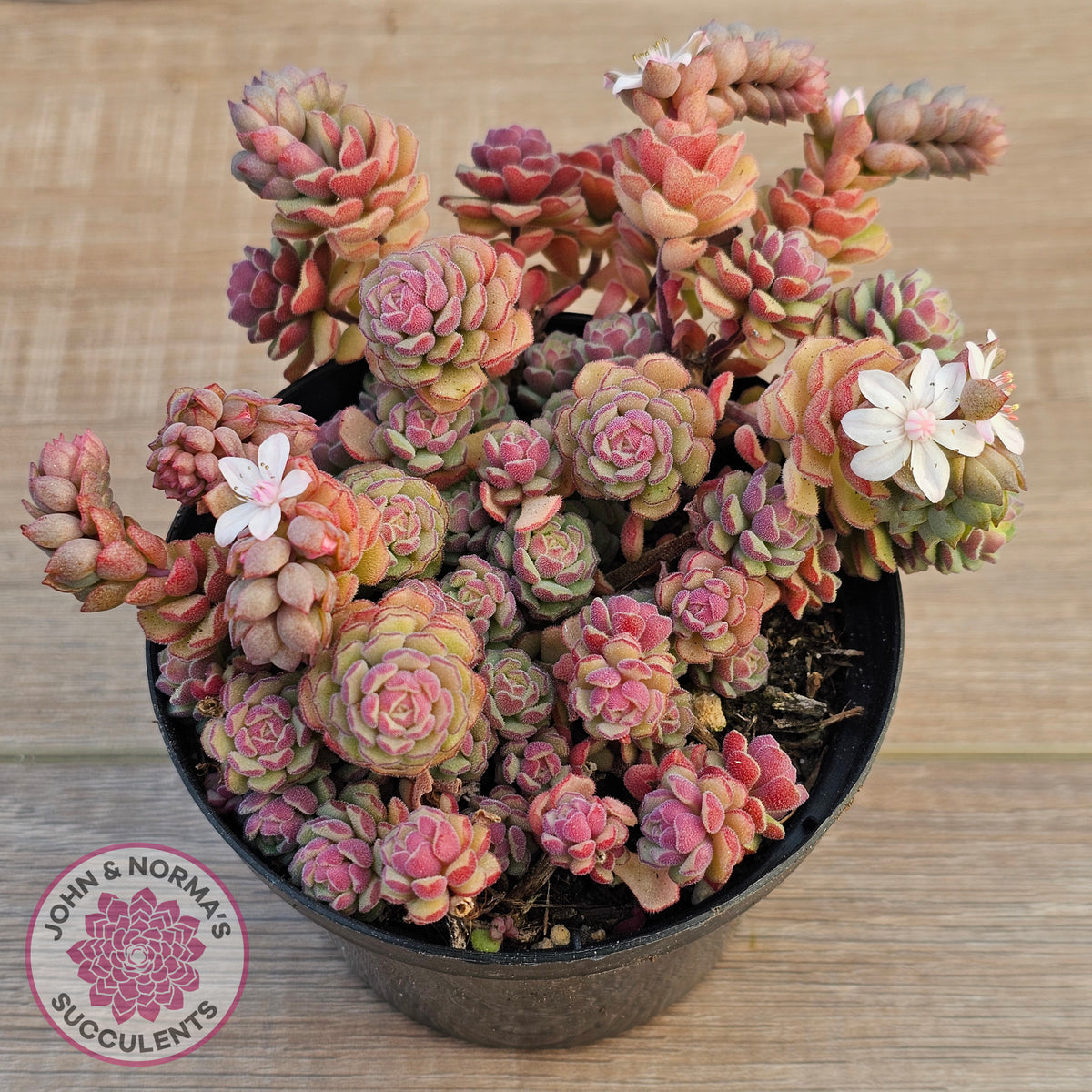 Sedum versadense