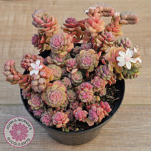 Load image into Gallery viewer, Sedum versadense