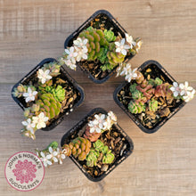 Load image into Gallery viewer, Sedum versadense