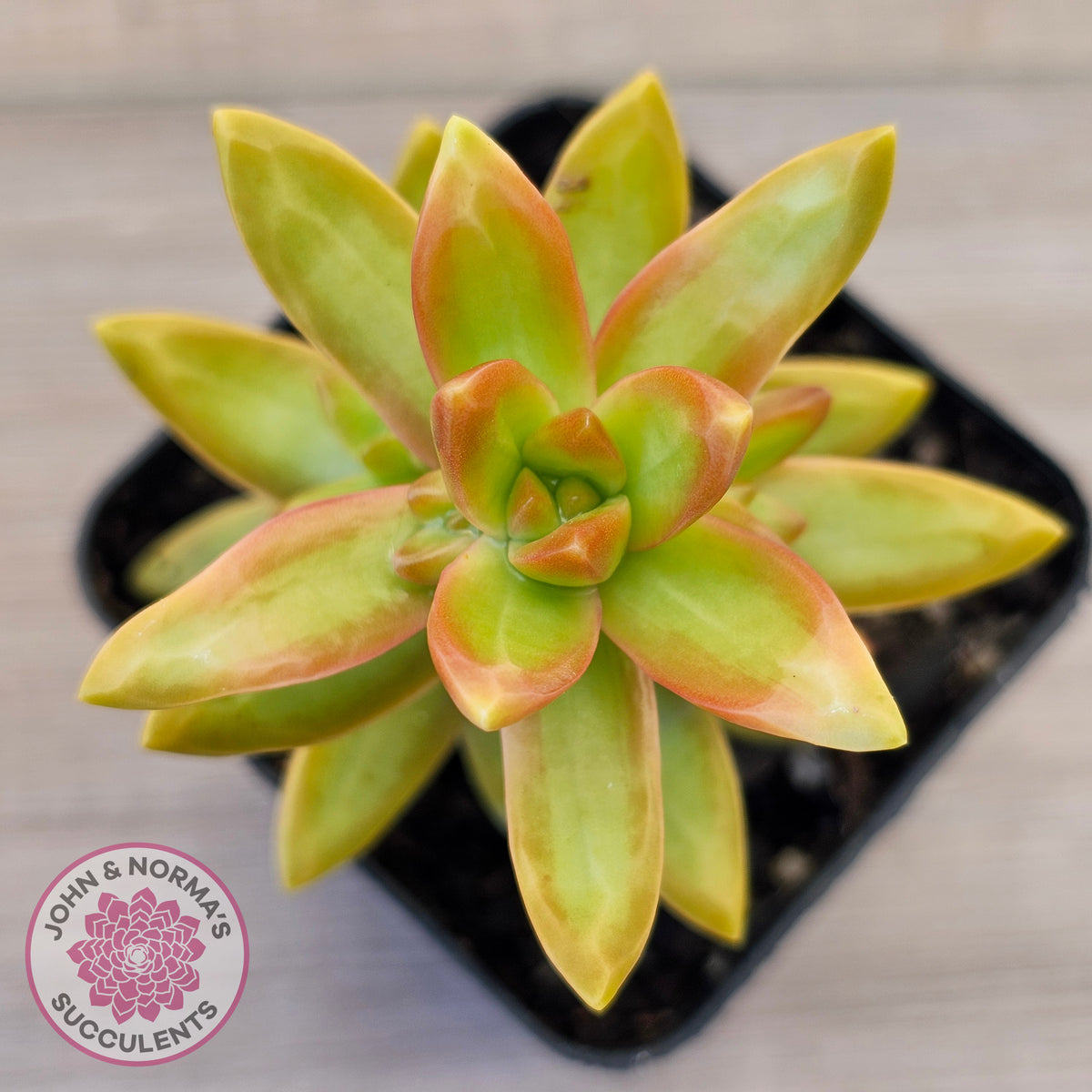 Sedum adolphi