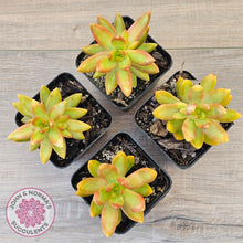 Load image into Gallery viewer, Sedum adolphi