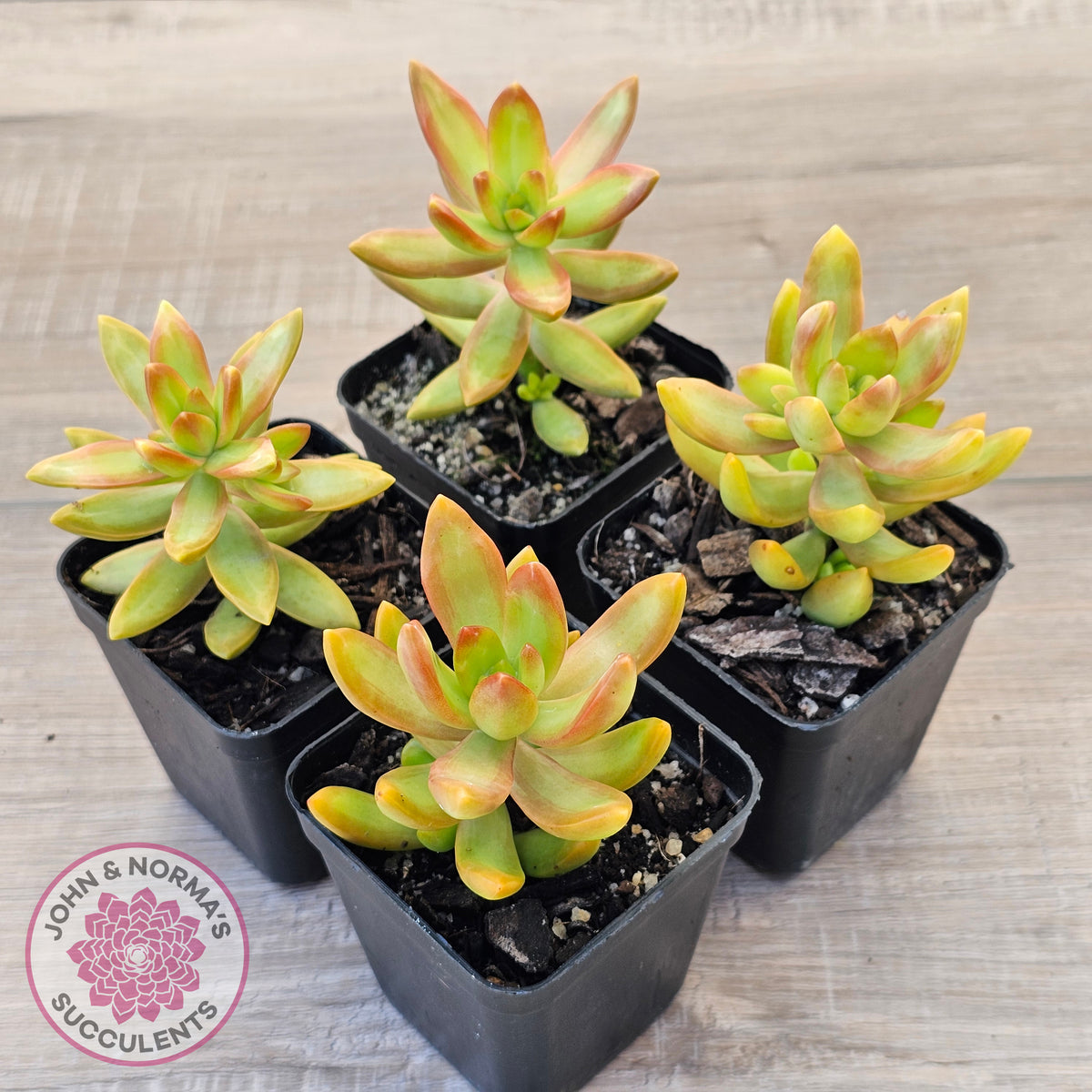 Sedum adolphi