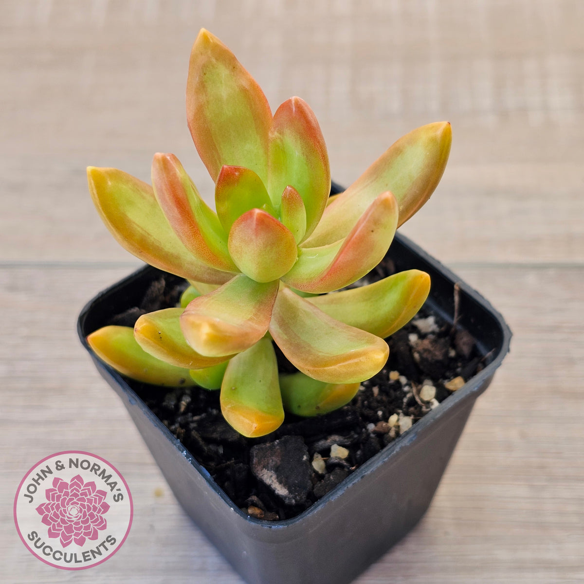 Sedum adolphi