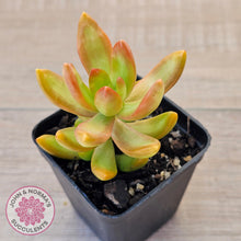 Load image into Gallery viewer, Sedum adolphi