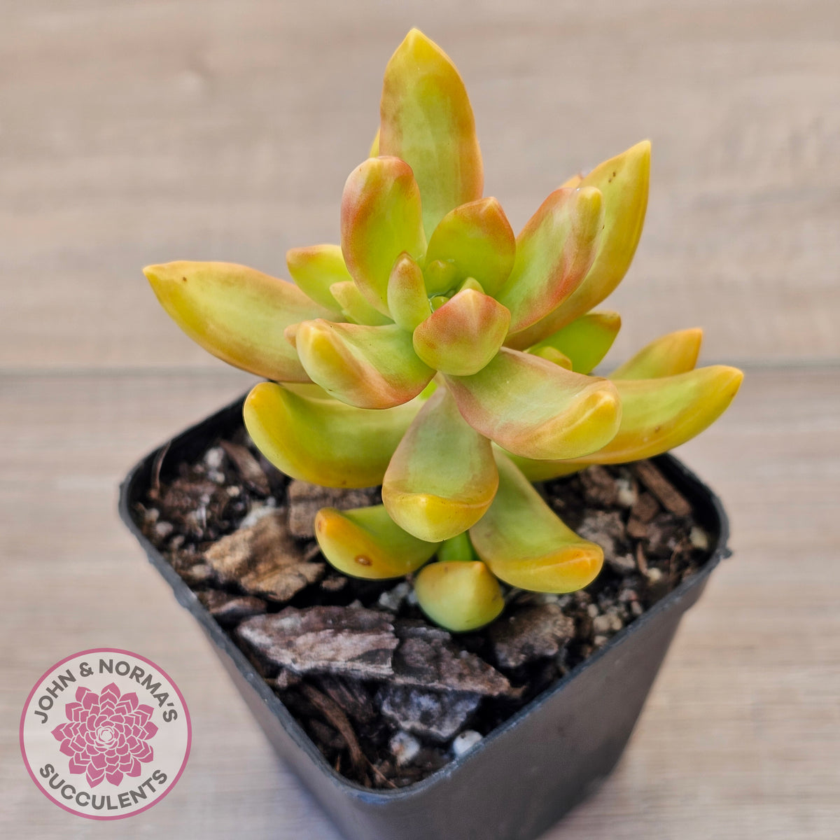 Sedum adolphi
