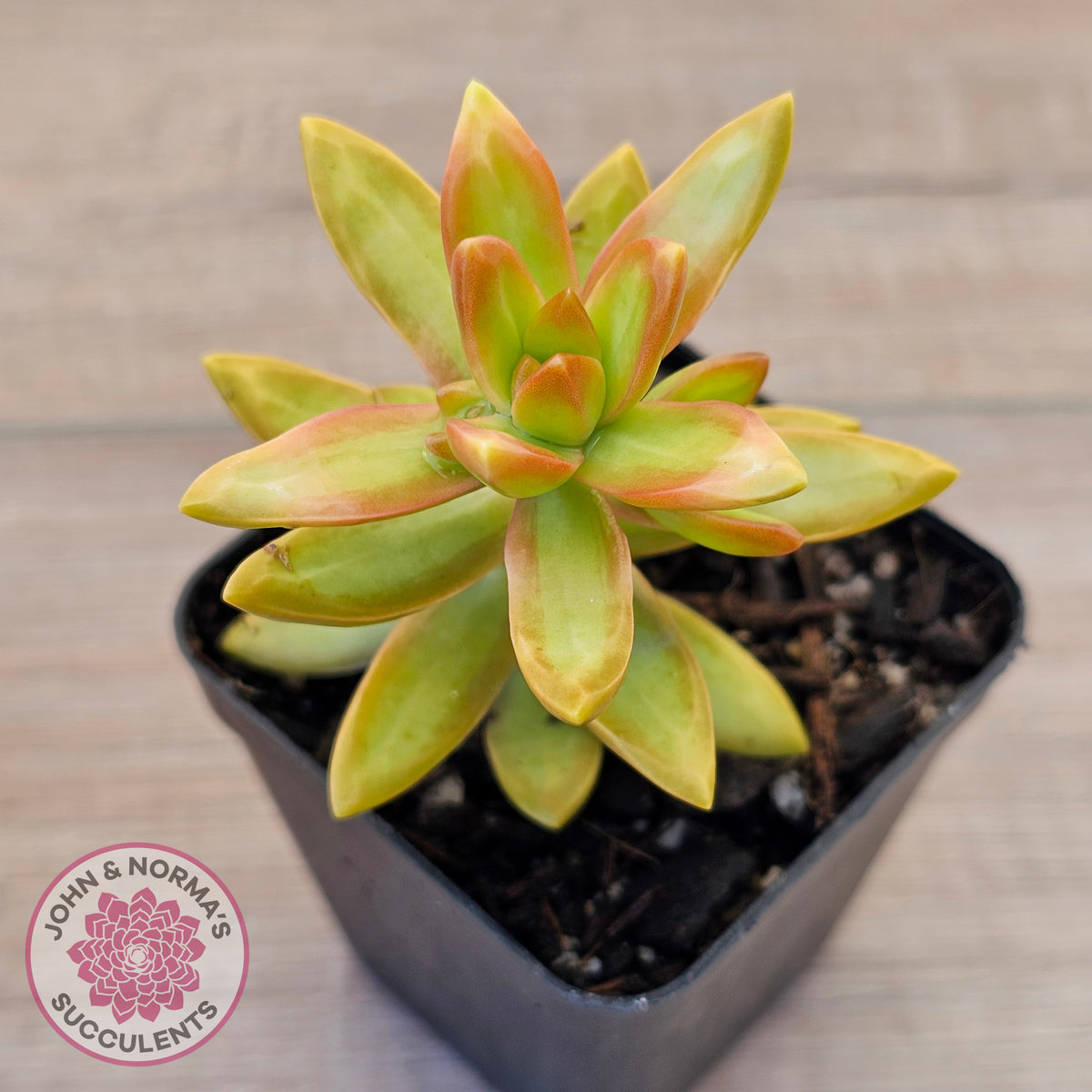 Sedum adolphi