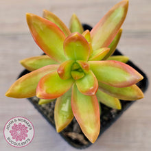 Load image into Gallery viewer, Sedum adolphi