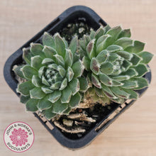 Load image into Gallery viewer, Sempervivum 'Ashes of Roses'