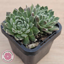 Load image into Gallery viewer, Sempervivum 'Ashes of Roses'