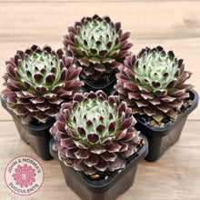 Load image into Gallery viewer, Sempervivum 'Ashes of Roses'