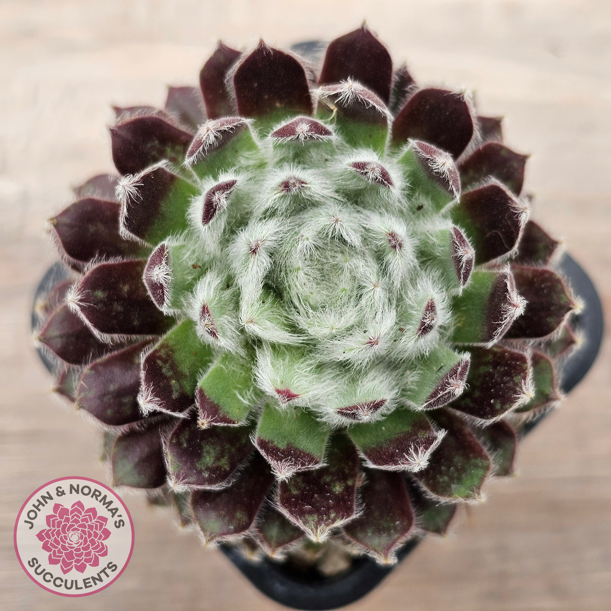 Sempervivum 'Ashes of Roses'