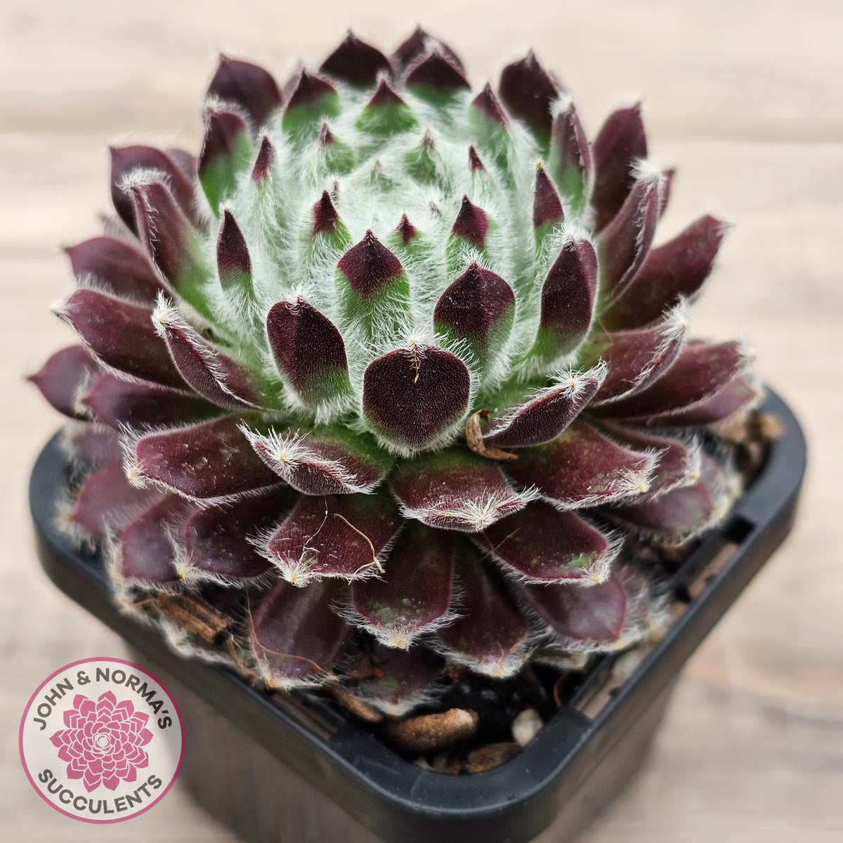 Sempervivum 'Ashes of Roses'