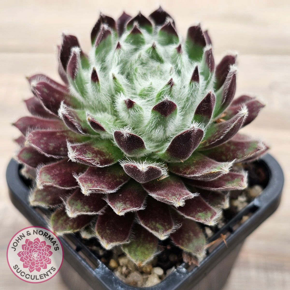 Sempervivum 'Ashes of Roses'