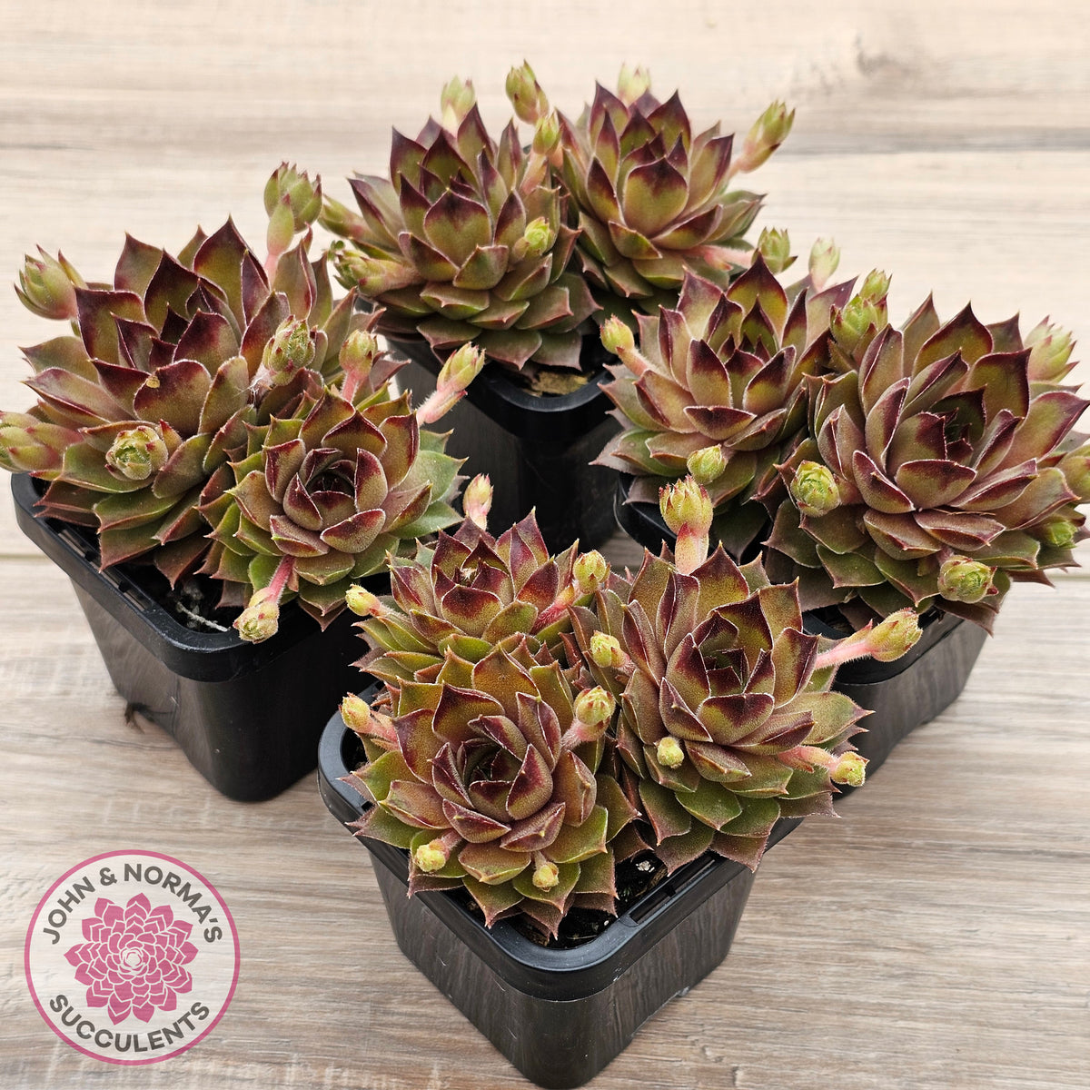 Sempervivum 'Bernstein'