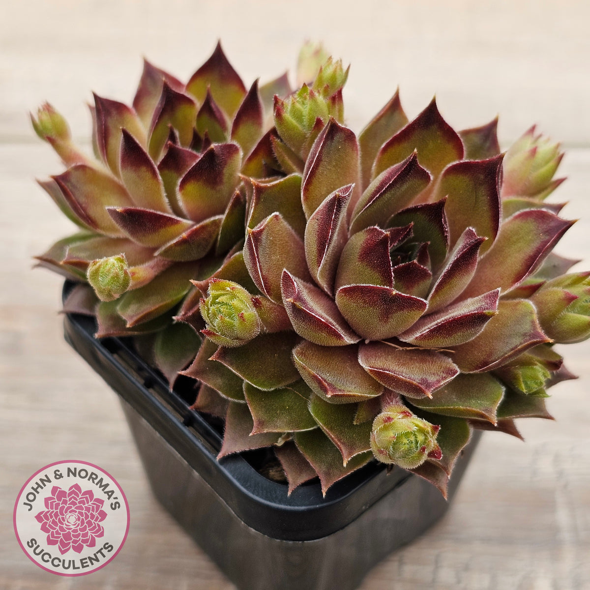 Sempervivum 'Bernstein'