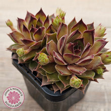 Load image into Gallery viewer, Sempervivum 'Bernstein'