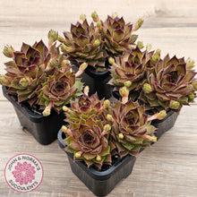 Load image into Gallery viewer, Sempervivum 'Bernstein'