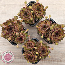 Load image into Gallery viewer, Sempervivum 'Bernstein'