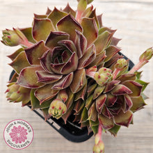 Load image into Gallery viewer, Sempervivum 'Bernstein'