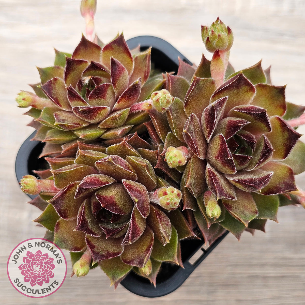 Sempervivum 'Bernstein'