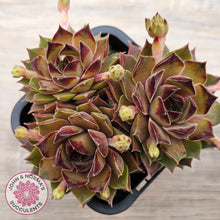 Load image into Gallery viewer, Sempervivum 'Bernstein'