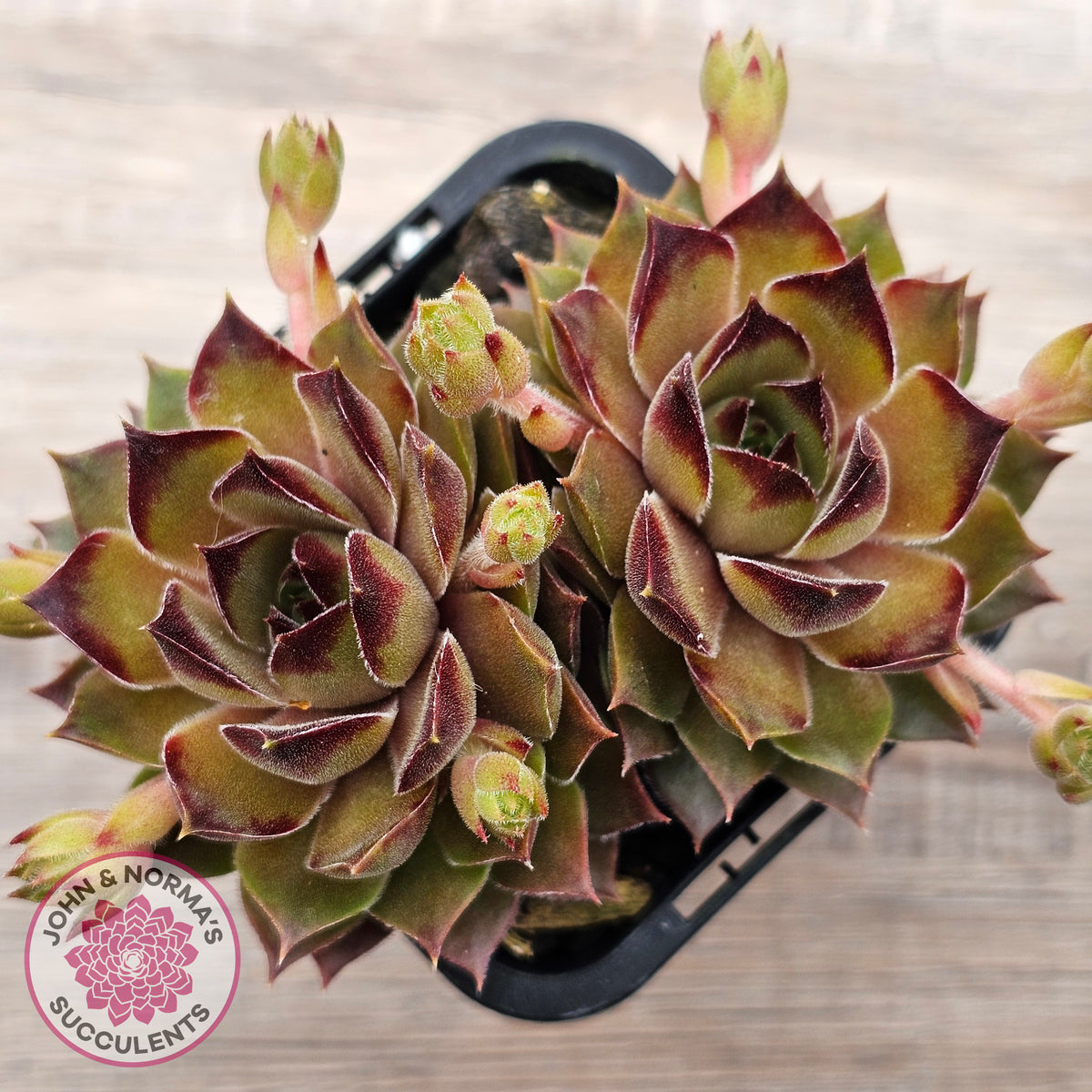 Sempervivum 'Bernstein'