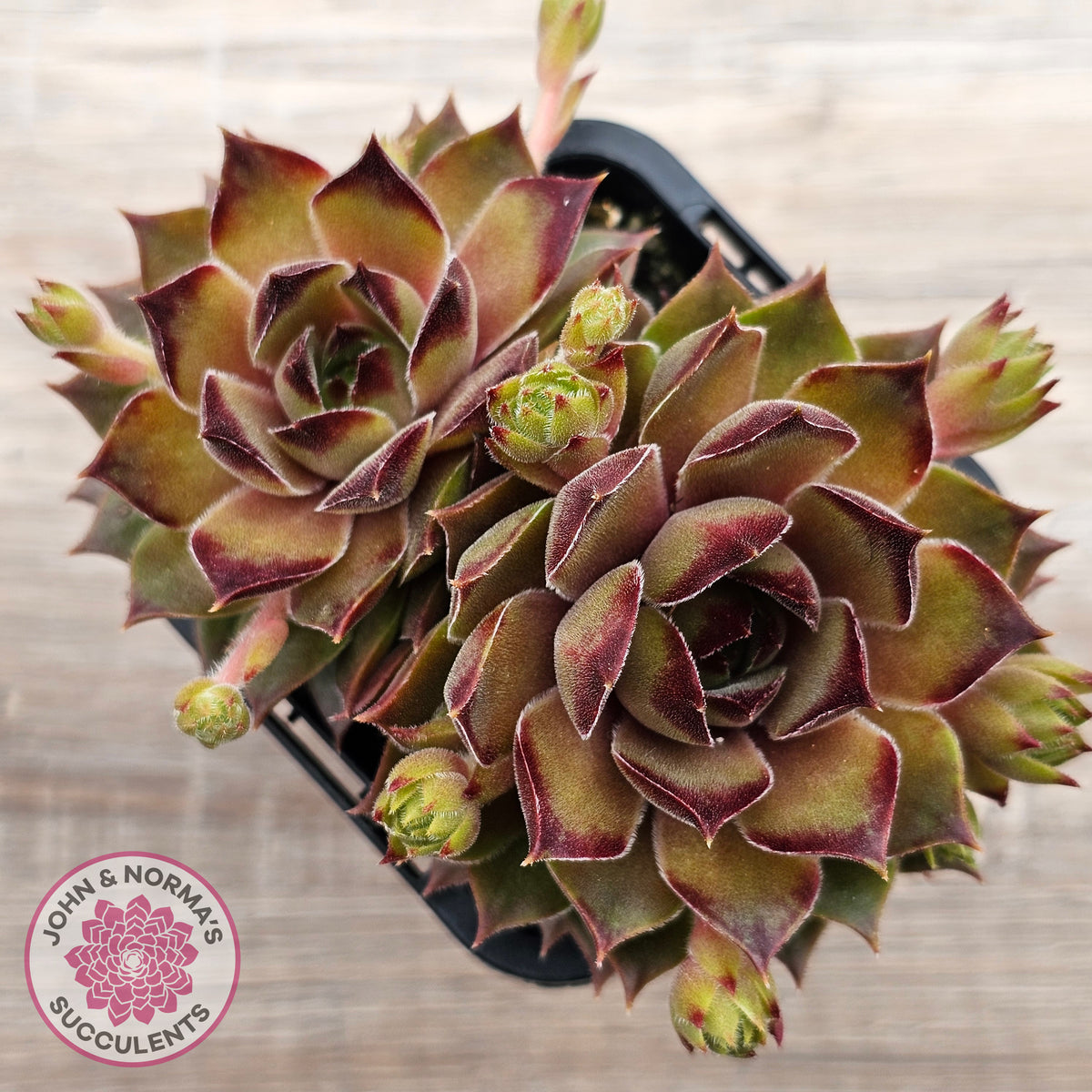 Sempervivum 'Bernstein'