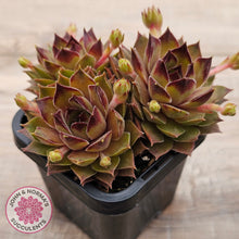 Load image into Gallery viewer, Sempervivum 'Bernstein'