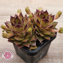 Load image into Gallery viewer, Sempervivum 'Bernstein'