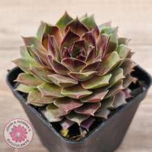 Load image into Gallery viewer, Sempervivum 'Bernstein'
