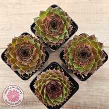 Load image into Gallery viewer, Sempervivum 'Bernstein'