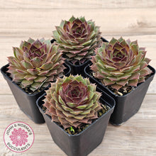 Load image into Gallery viewer, Sempervivum 'Bernstein'