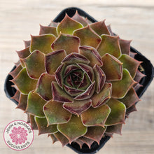 Load image into Gallery viewer, Sempervivum 'Bernstein'