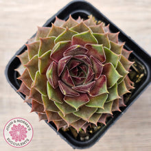 Load image into Gallery viewer, Sempervivum 'Bernstein'