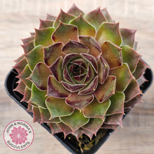 Load image into Gallery viewer, Sempervivum 'Bernstein'