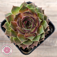 Load image into Gallery viewer, Sempervivum 'Bernstein'